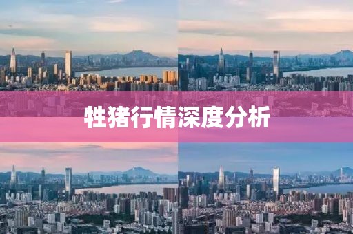 牲豬行情深度分析