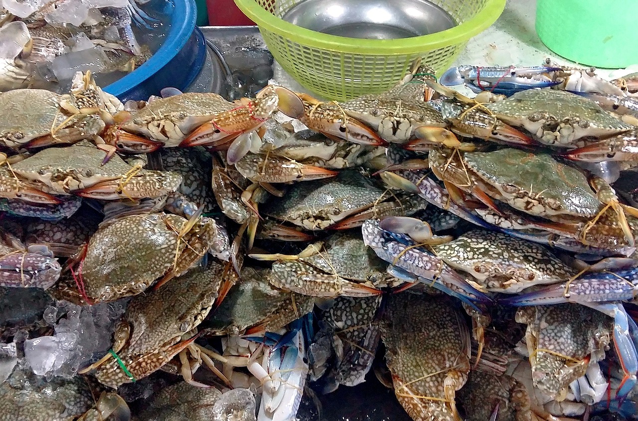 天鵬海鮮城最新報(bào)價(jià)，美食與服務(wù)品質(zhì)的完美融合