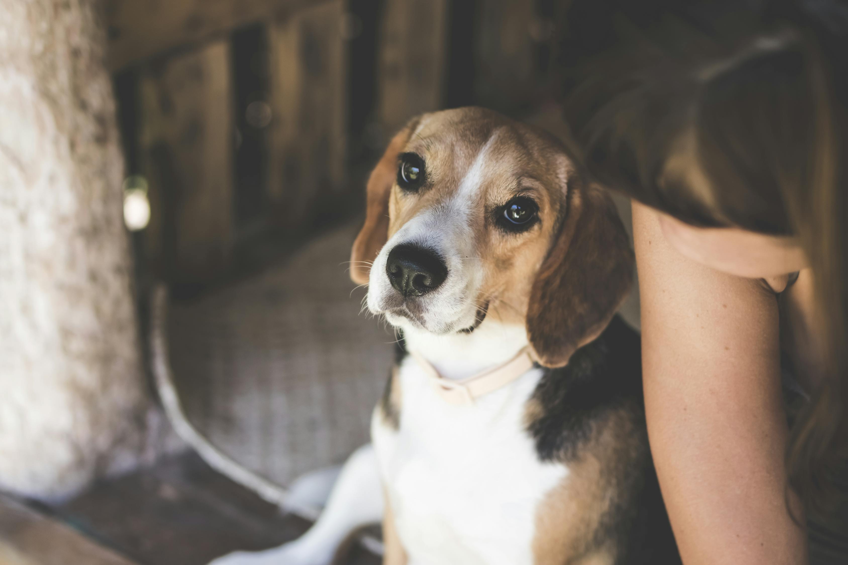 最新高加索犬斗毆視頻，激戰(zhàn)背后的犬界與人文思考