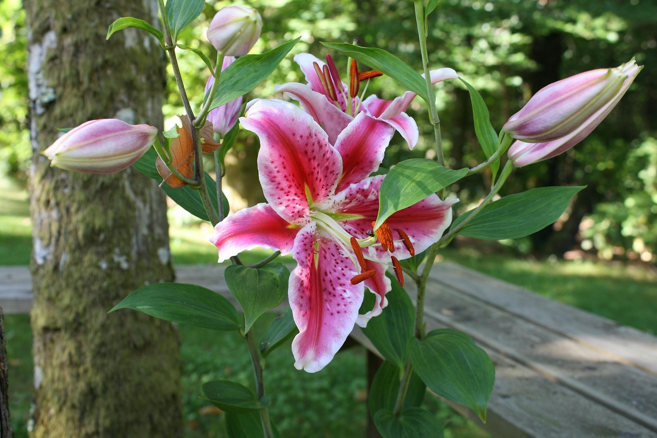 百合日本動漫，綻放的藝術(shù)之花