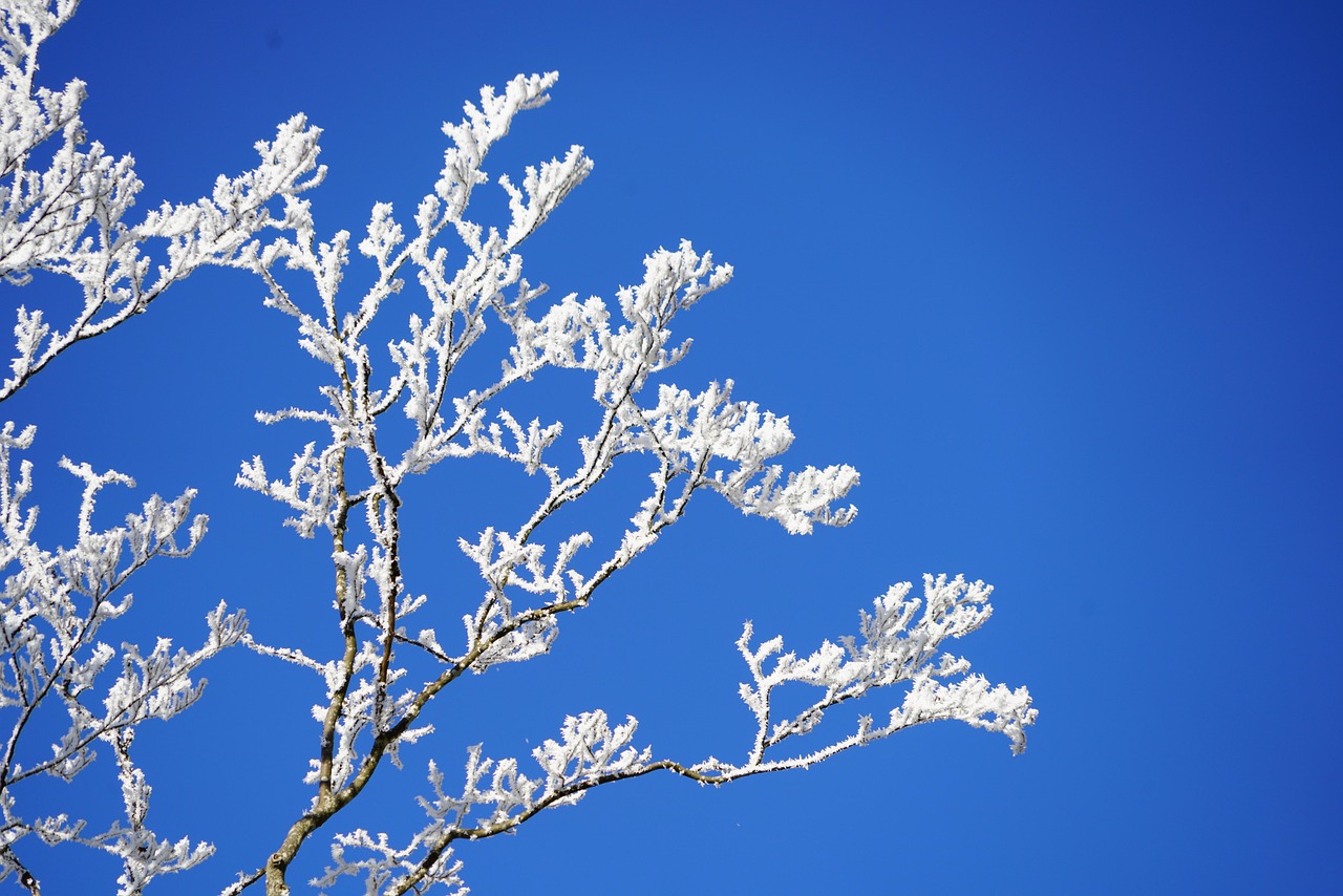 長春雪景驚艷，雪落滿城如詩如畫