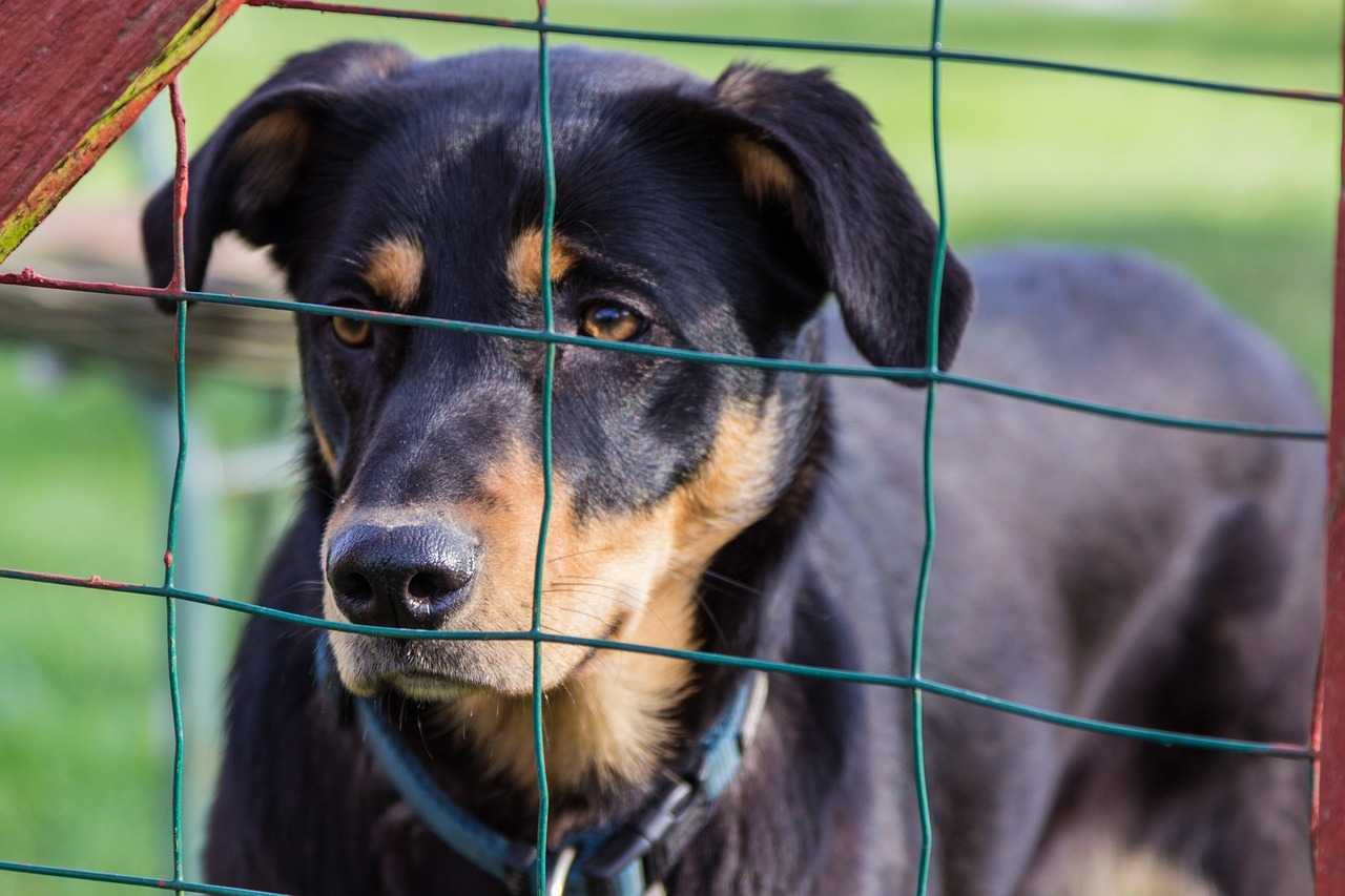 中型貴賓犬價(jià)格解析，影響因素與價(jià)格探討