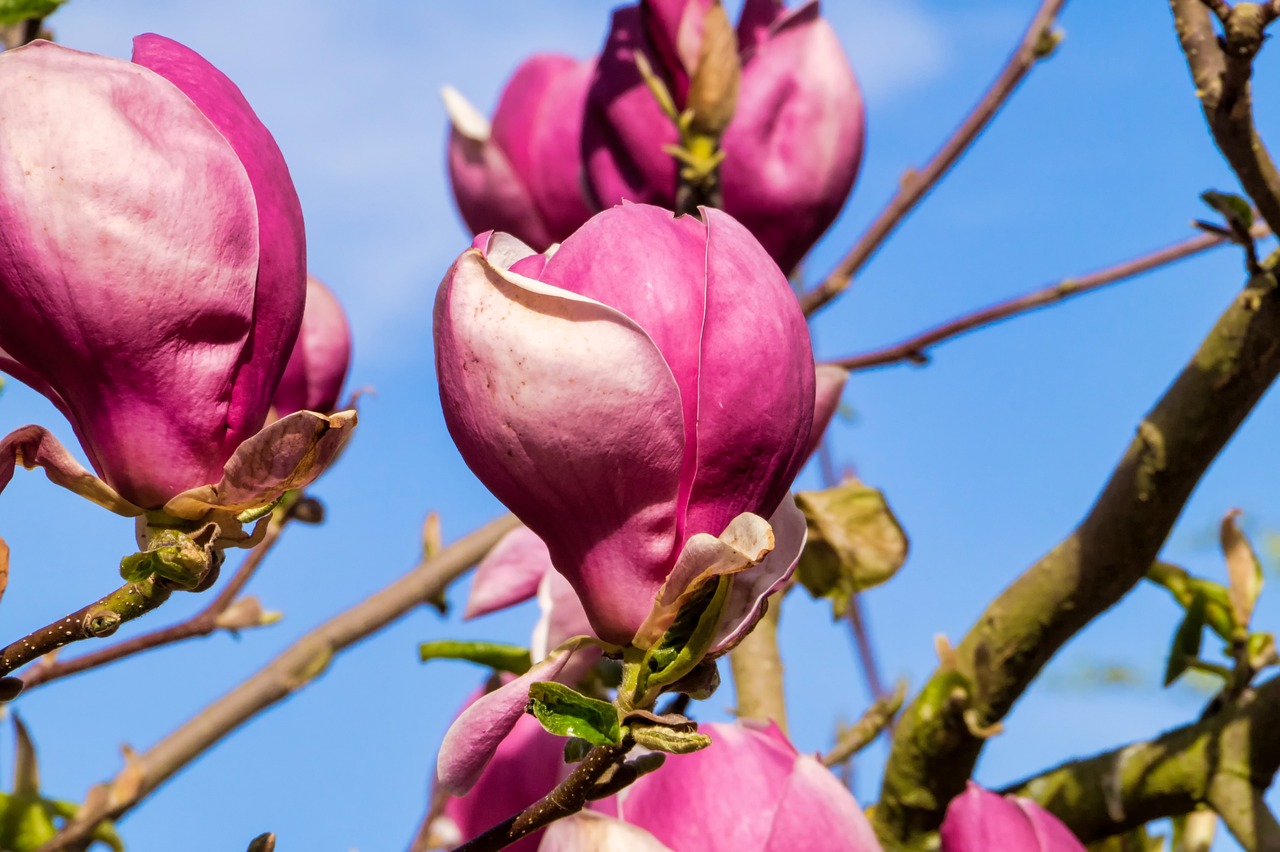 煙花臺(tái)風(fēng)最新路徑動(dòng)態(tài)，影響及應(yīng)對(duì)策略揭秘