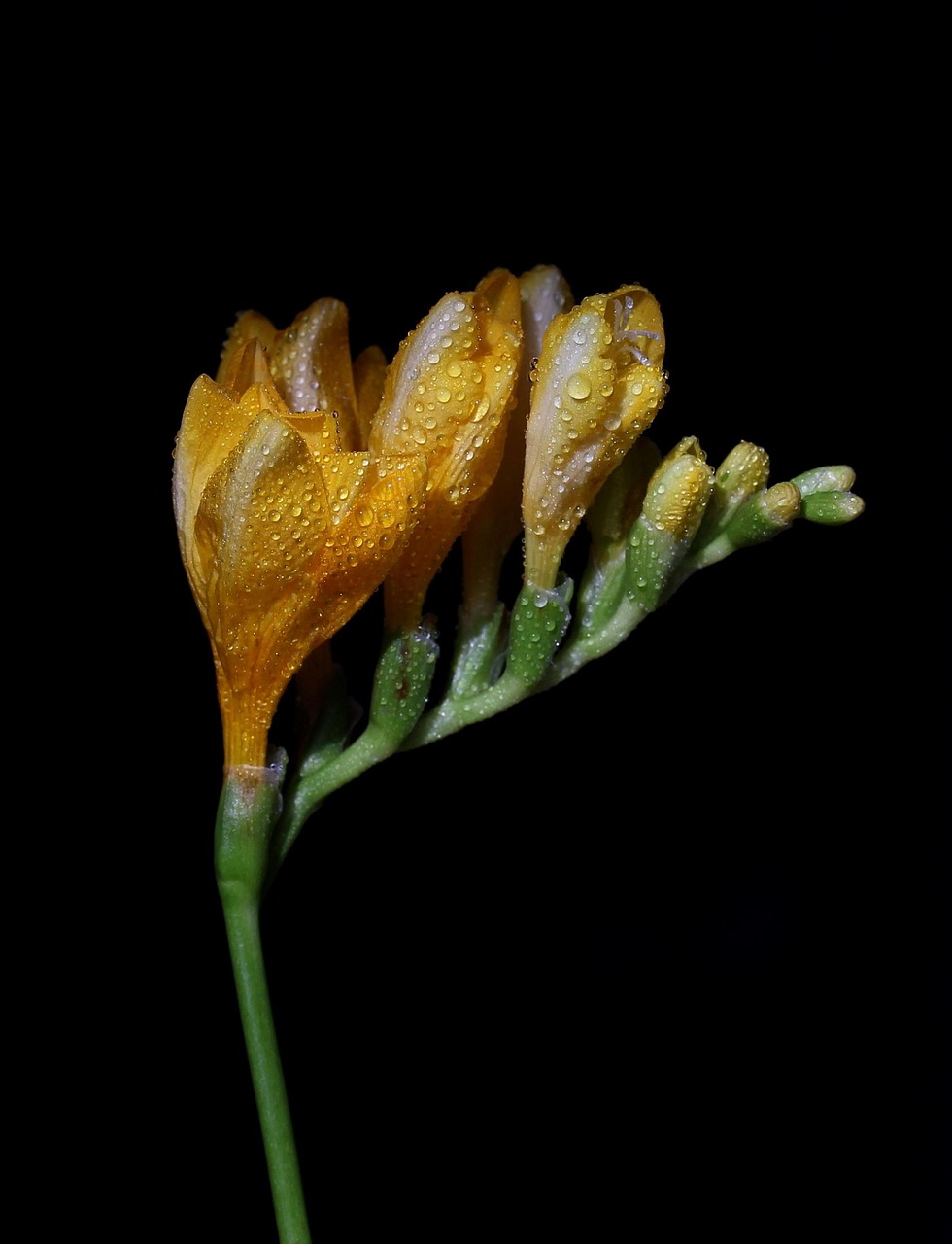 臺風(fēng)梅花最新動態(tài)，14號臺風(fēng)情況分析與預(yù)報