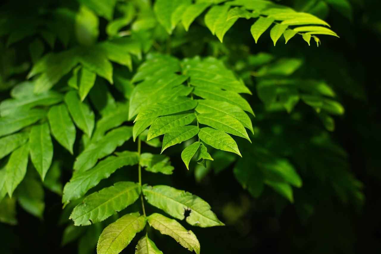 碧桂園森林城市最新動態(tài)揭秘，綠色生態(tài)人居新篇章