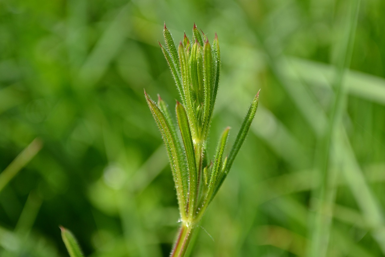 菲律賓最新疫情動態(tài)，挑戰(zhàn)、應(yīng)對策略揭秘