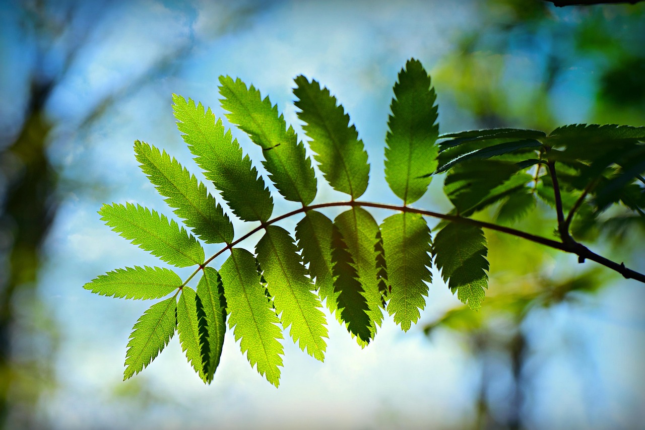 綠朗時(shí)光最新資訊，開啟綠色生活新篇章的探索